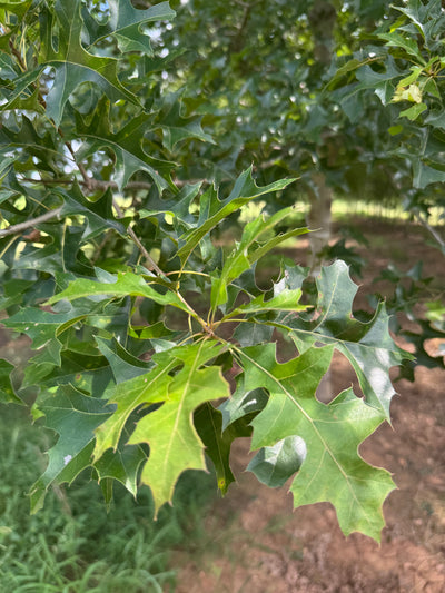 Quercus nuttallii ~ Roble Nuttall, Roble rojo de Texas