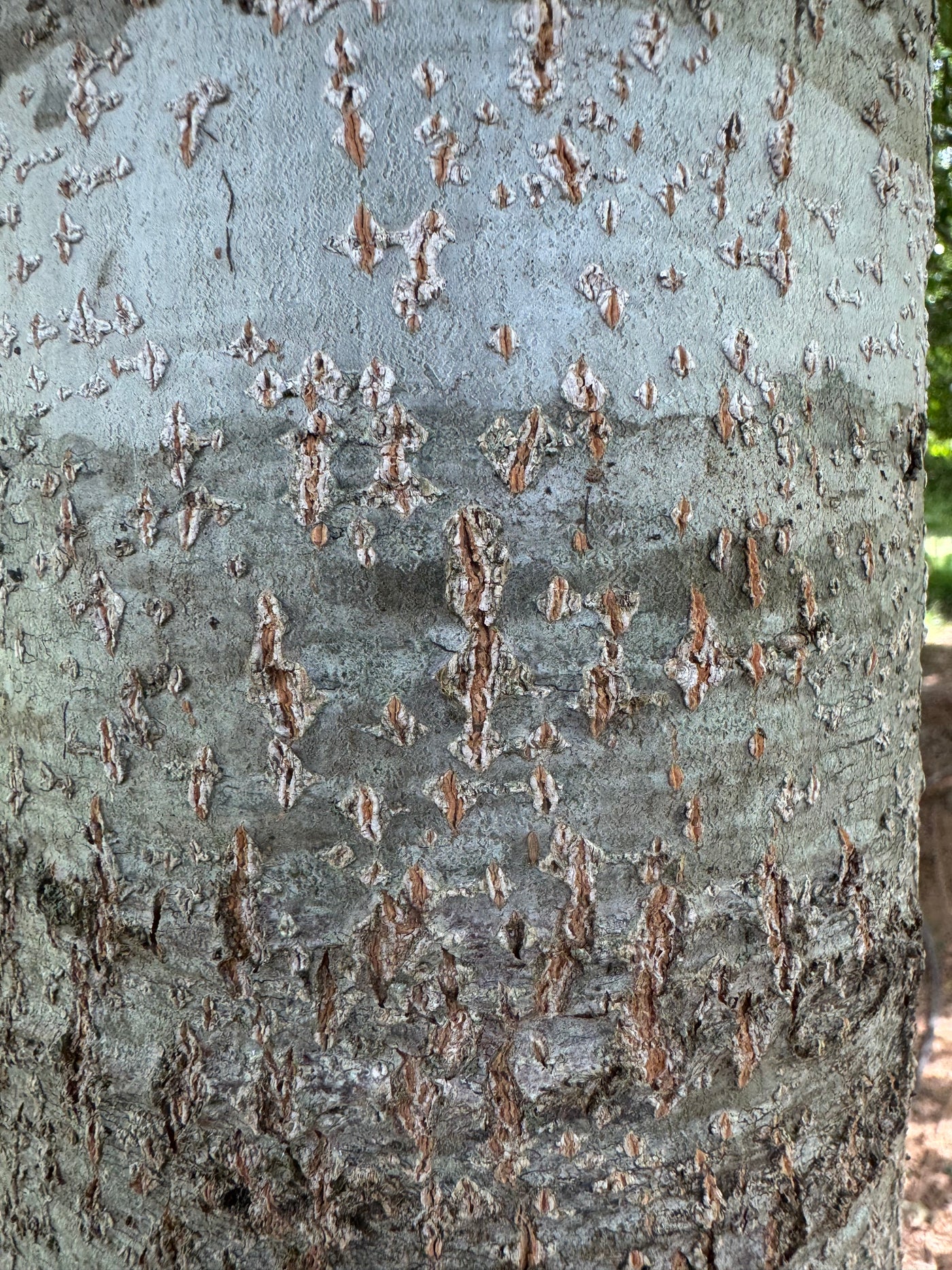 Quercus nuttallii ~ Roble Nuttall, Roble rojo de Texas