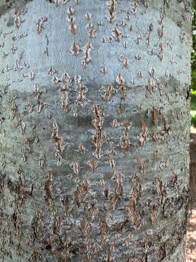 Quercus nuttallii ~ Roble Nuttall, Roble rojo de Texas