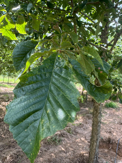 Quercus muehlenbergii ~ Roble Chinkapin