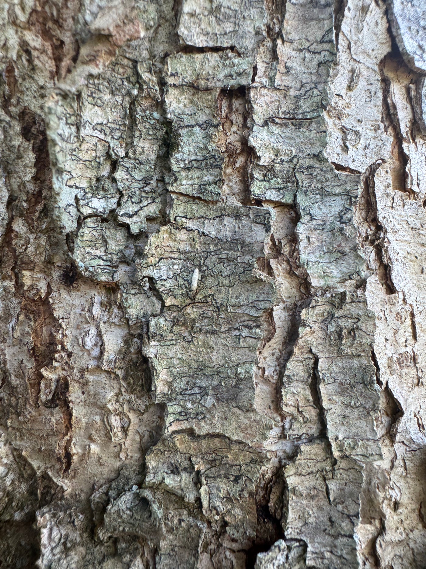 Quercus muehlenbergii ~ Roble Chinkapin