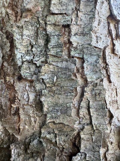 Quercus muehlenbergii ~ Roble Chinkapin