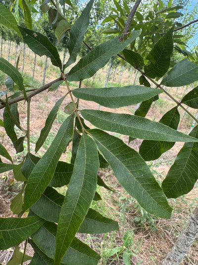 Carya aquatica ~ Water Hickory