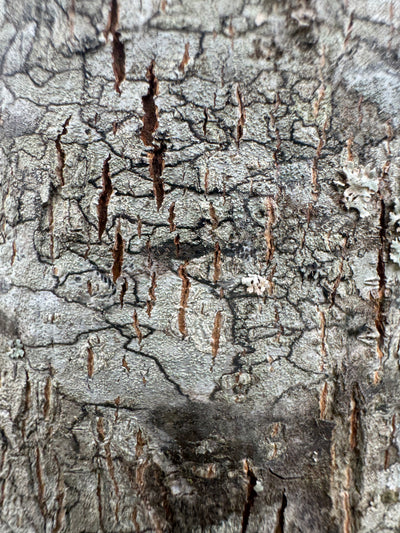Carya aquatica ~ Water Hickory