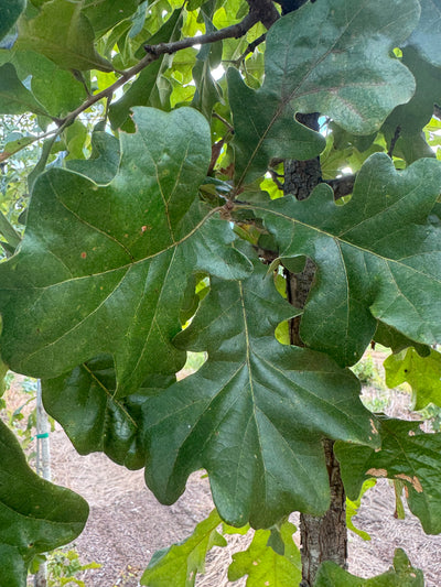 Quercus stellata ~ Post Oak
