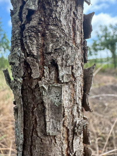 Quercus stellata ~ Post Oak