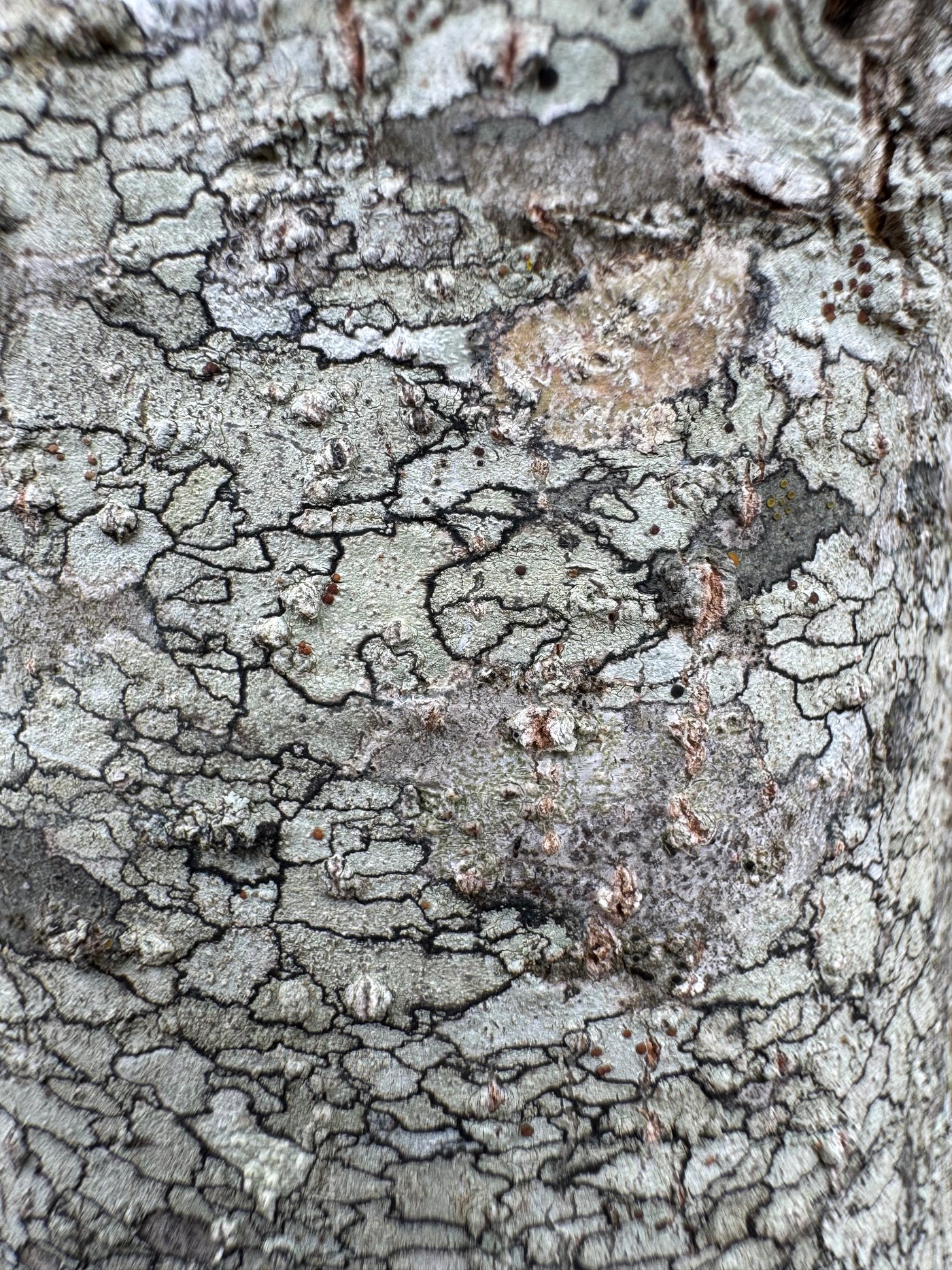 Quercus virginiana 'QVMTFS' ~ Boulevardya® Live Oak