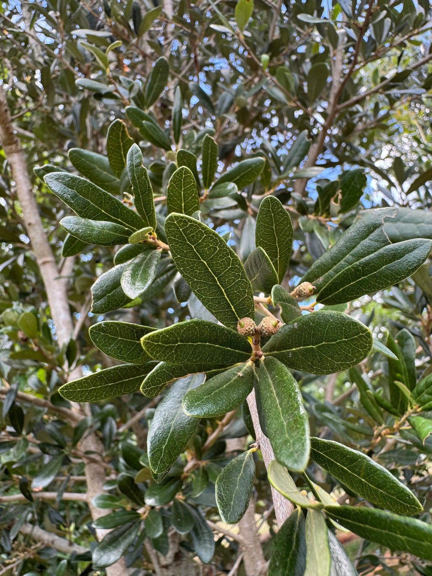 Quercus virginiana 'QVMTFS' ~ Boulevardya® Live Oak
