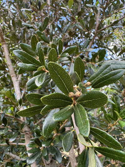 Quercus virginiana 'QVMTFS' ~ Boulevardya® Live Oak