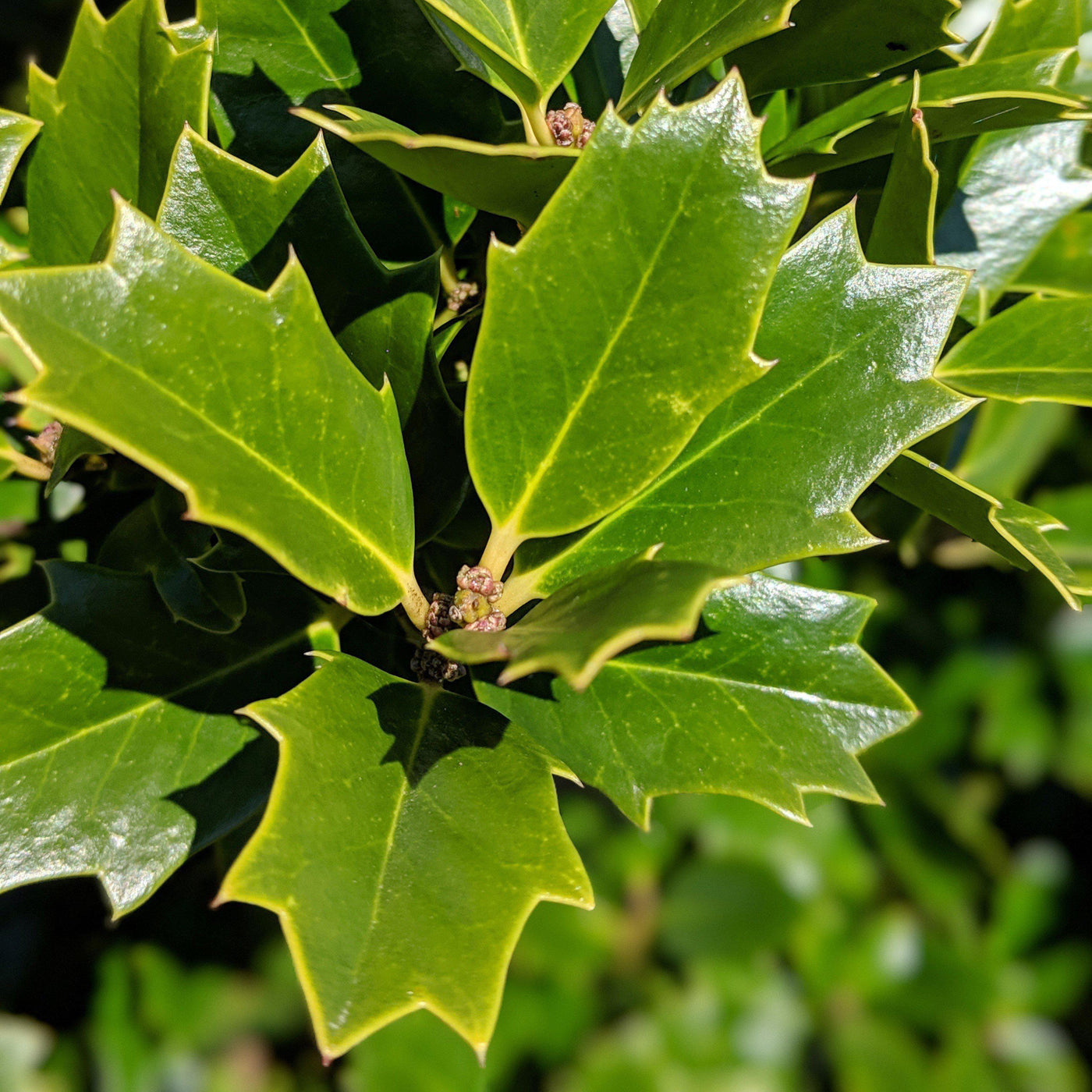 Ilex 'Conaf' ~ Oakleaf Holly