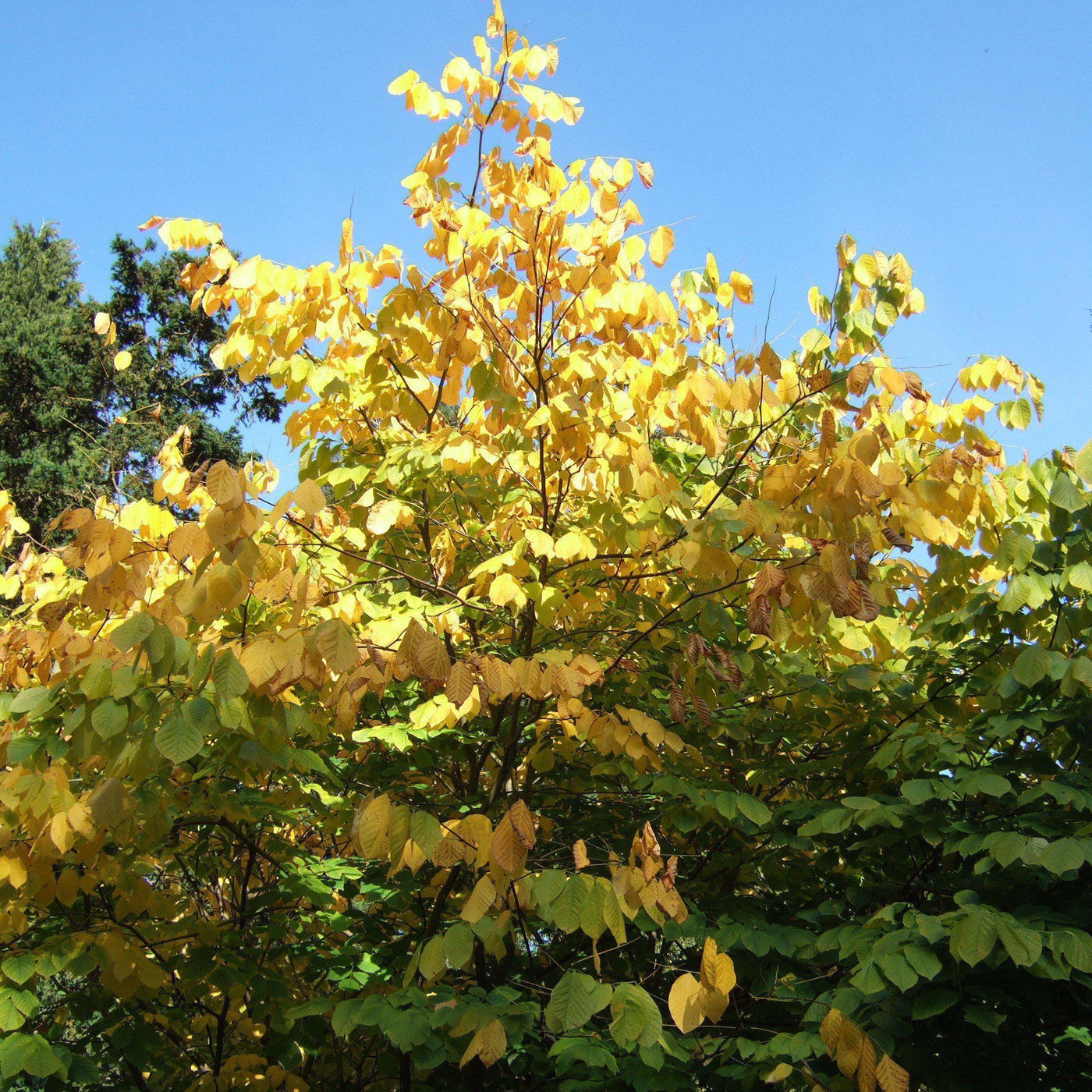 Cladrastis kentukea ~ American Yellowwood