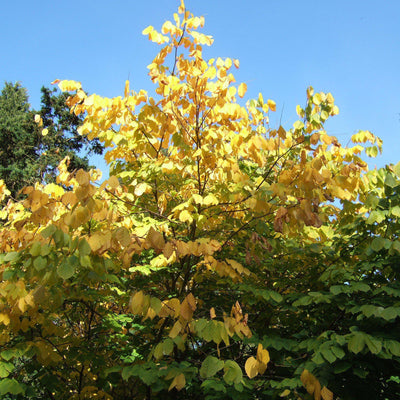 Cladrastis kentukea ~ American Yellowwood