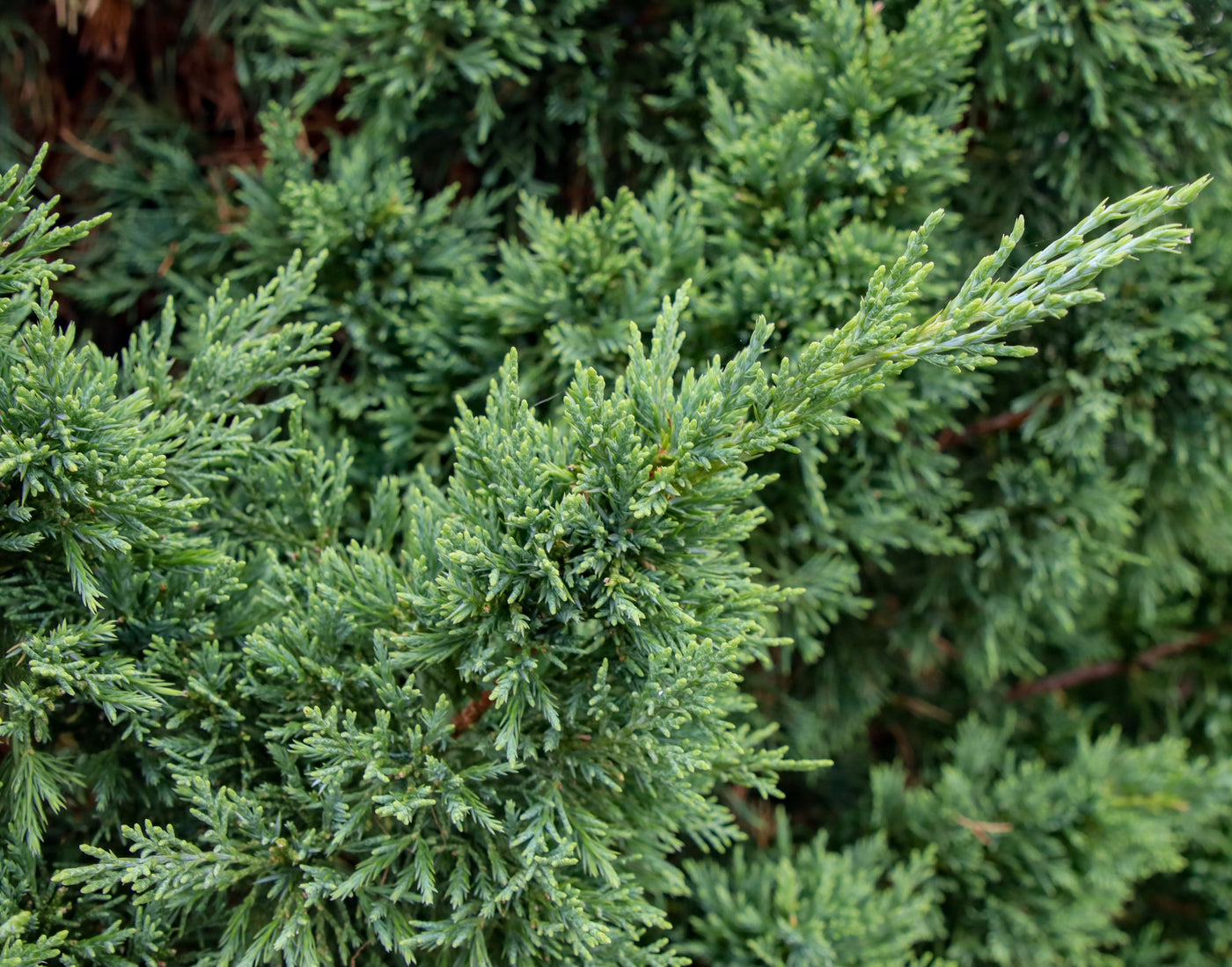 Juniperus chinensis 'Iowa' ~ Iowa Juniper