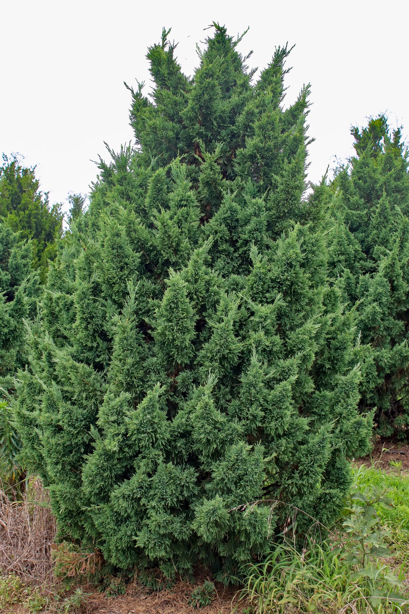 Juniperus chinensis 'Iowa' ~ Enebro de Iowa