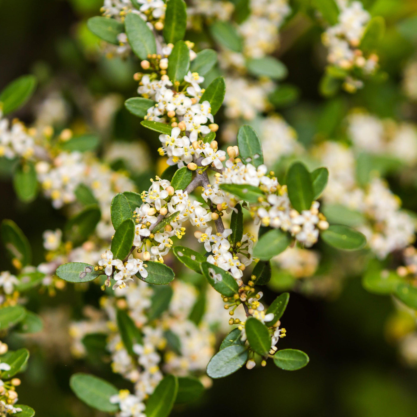 Ilex vomitoria 'Pride of Houston' ~ Pride Of Houston Yaupon Holly
