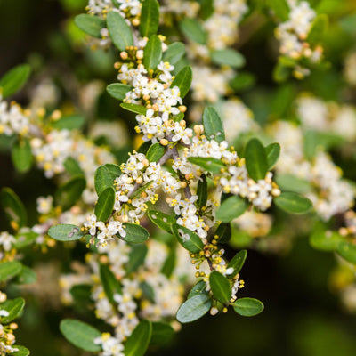 Ilex vomitoria 'Pride of Houston' ~ Pride Of Houston Yaupon Holly