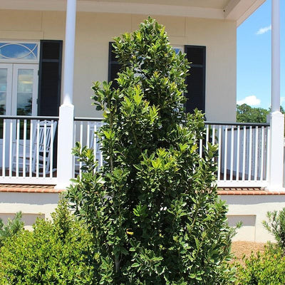 Ilex 'Conaf' ~ Oakleaf Holly