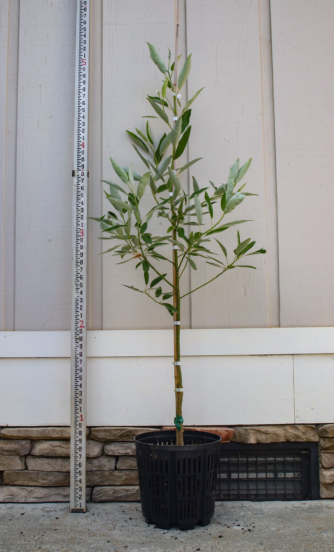 Magnolia virginiana 'MVMTF' ~ Keltyk® Sweetbay Magnolia – Moon's