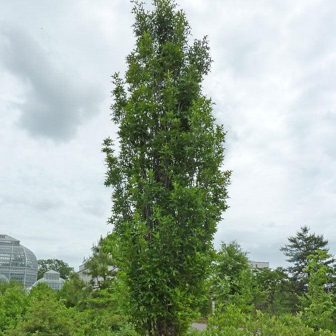 Mfu Tree Quercus palustris 'Pringreen' ~ Green Pillar® Pin Oak – Moon's Tree Farm
