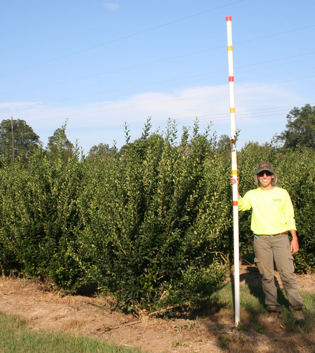 Hojas perennes – Etiquetado \, image size:1080x1211