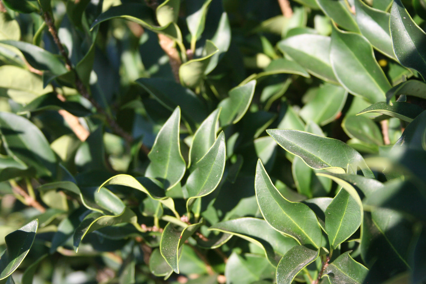 Ligustrum japonicum 'Recurvifolium' ~ Recurve Ligustrum