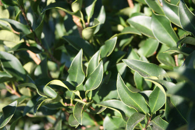 Ligustrum japonicum 'Recurvifolium' ~ Recurve Ligustrum