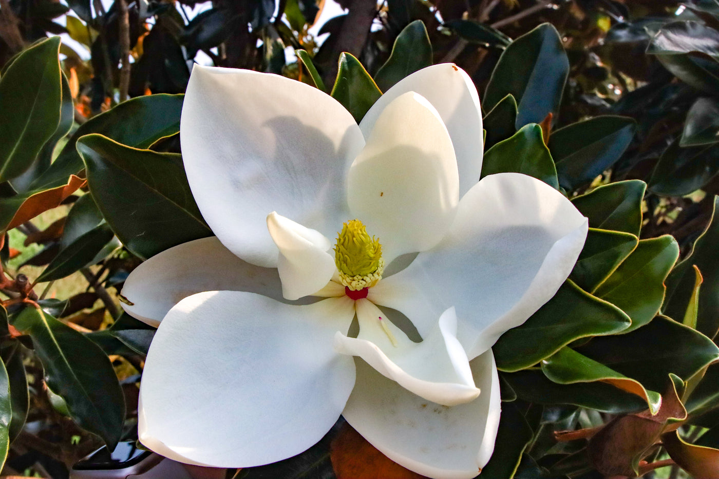 Magnolia grandiflora 'Pequeña joya' ~ Pequeña joya Magnolia