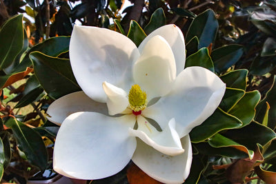 Magnolia grandiflora 'Pequeña joya' ~ Pequeña joya Magnolia