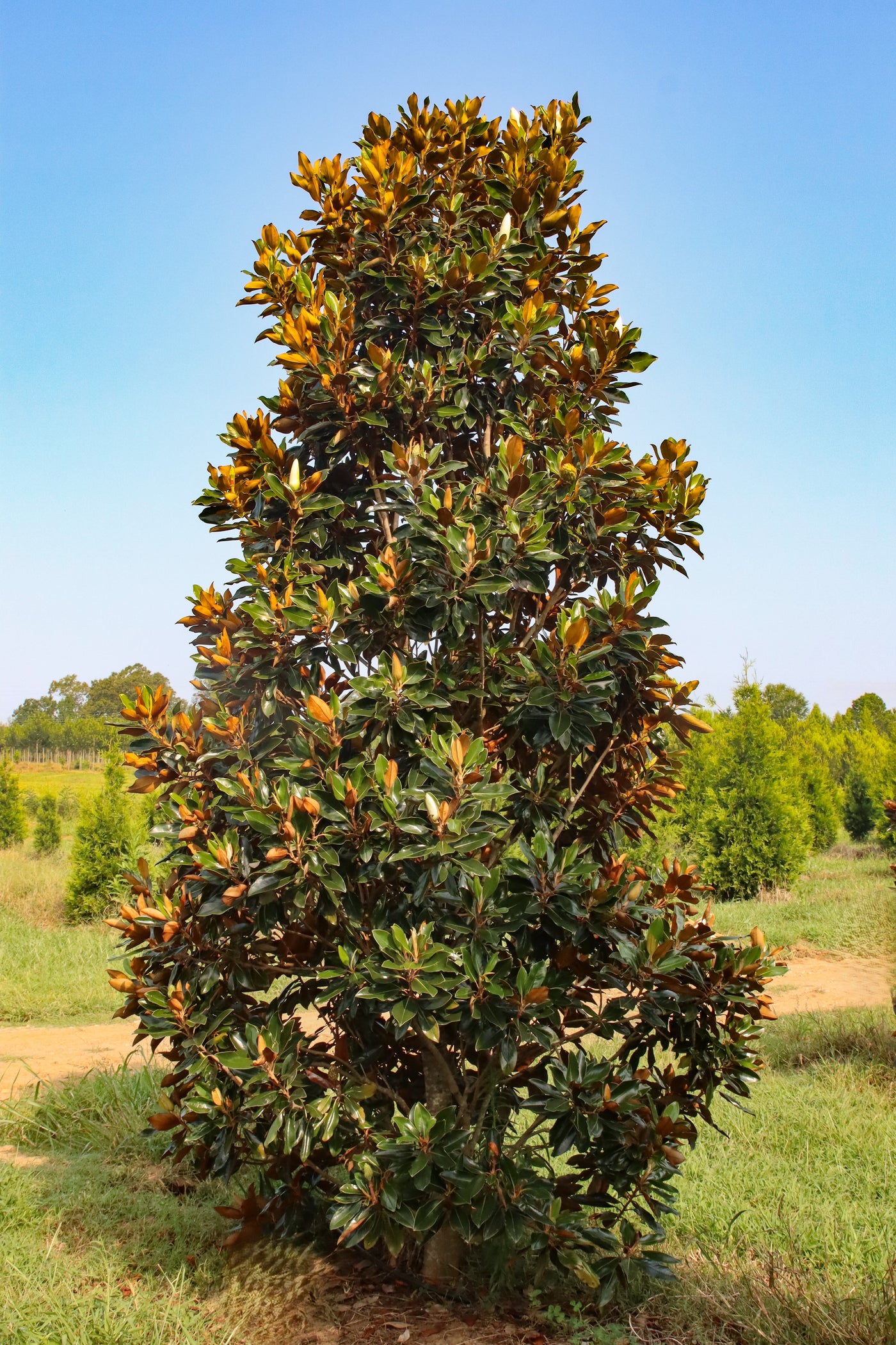 Magnolia grandiflora 'Pequeña joya' ~ Pequeña joya Magnolia