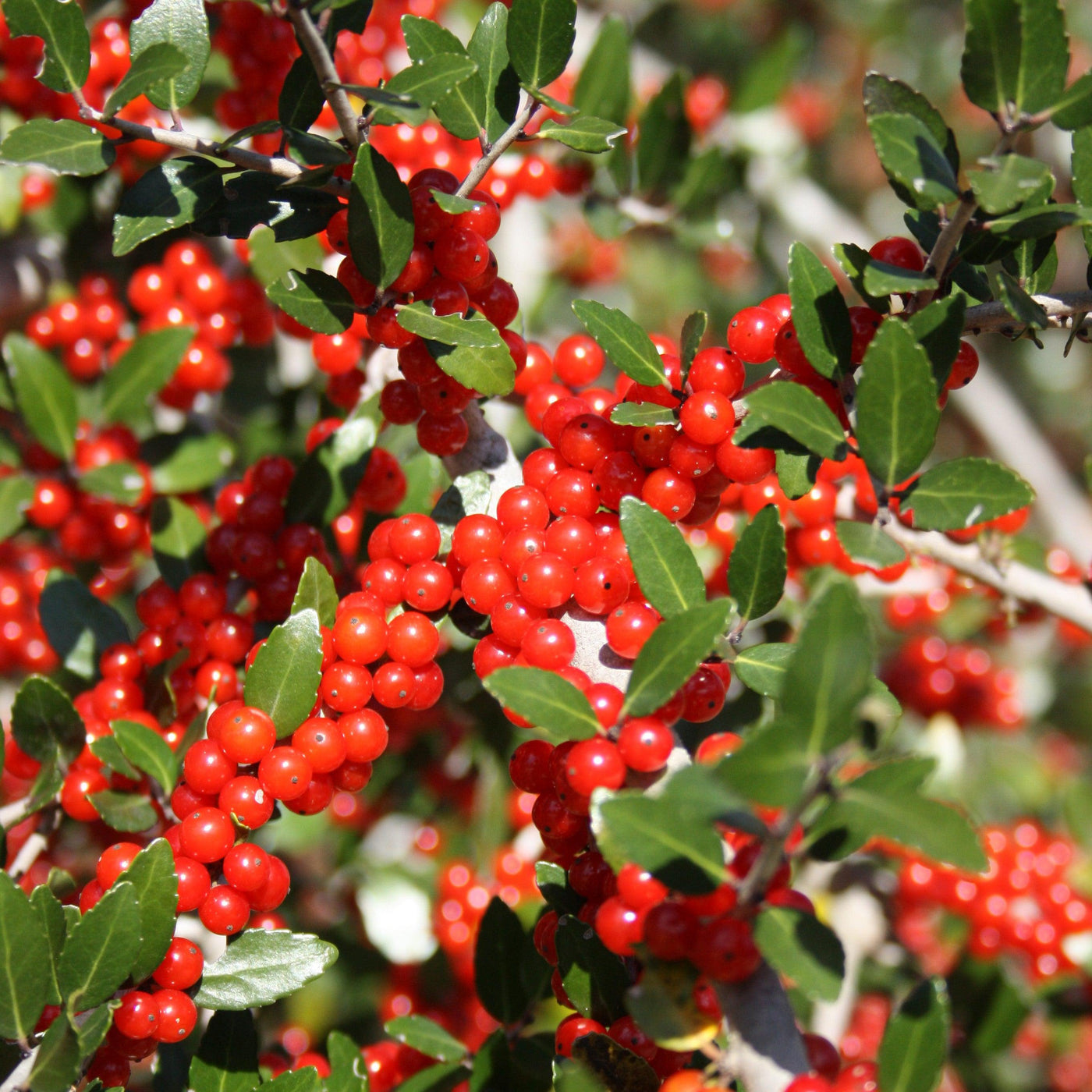 Ilex vomitoria 'Pride of Houston' ~ Pride Of Houston Yaupon Holly