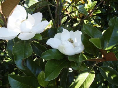 Magnolia grandiflora 'Claudia Wannamaker' ~ Claudia Wannamaker Magnolia