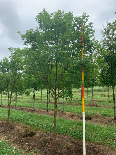 Acer truncatum 'WF-ATI’ PP 20109 ~ Main Street® Shantung Maple