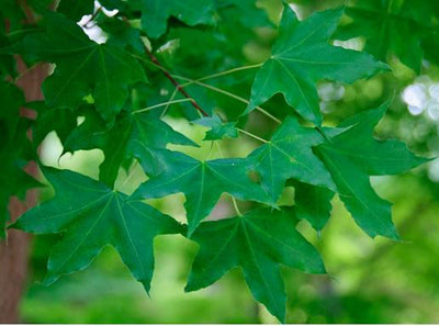 Acer truncatum 'WF-ATI’ PP 20109 ~ Main Street® Shantung Maple