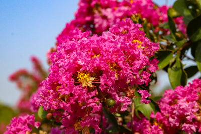 Lagerstroemia 'Miss Frances' ~ Miss Frances Crape Myrtle