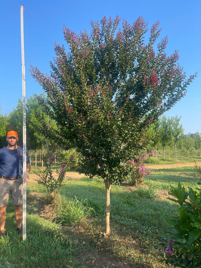 Lagerstroemia 'Miss Frances' ~ Miss Frances Crape Myrtle