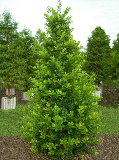 Ilex x attenuata ’IABOF’ ~ Miss Pryss® Holly