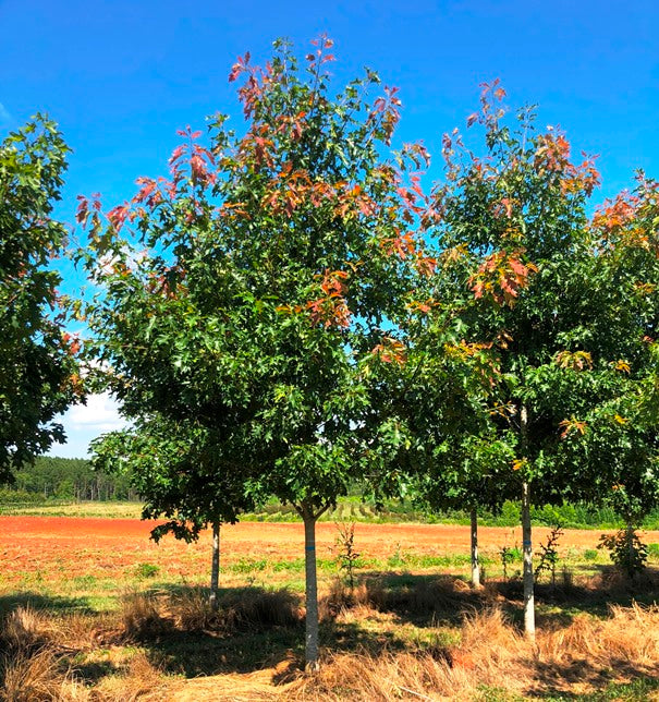 Quercus rubra 'QRMTF' ~ Nobylton® Northern Red Oak