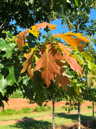 Quercus rubra 'QRMTF' ~ Nobylton® Northern Red Oak