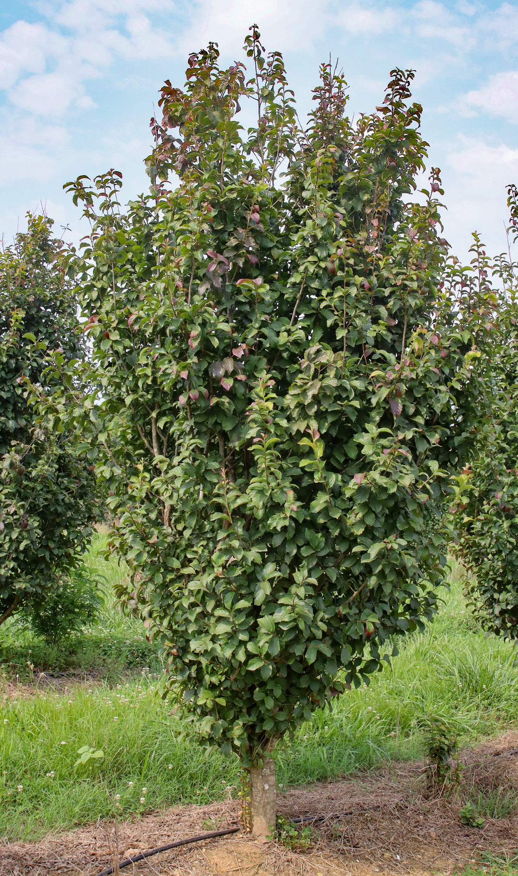 Parratio Tree Parrotia persica ‘JL Columnar’ PP#24951 ~ Persian Spire™ Ironwood ...