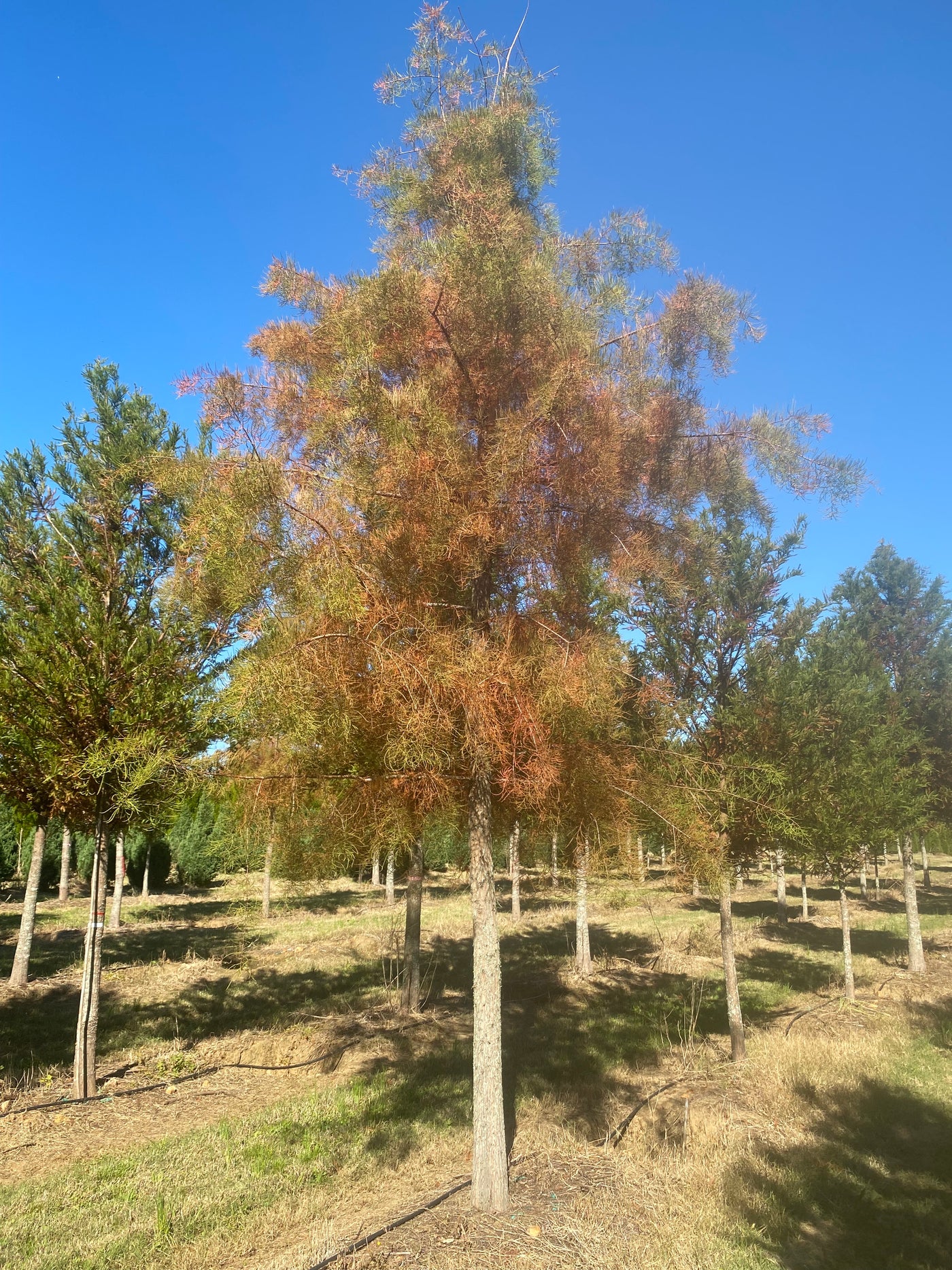 Taxodium ascendens ~ Ciprés de estanque