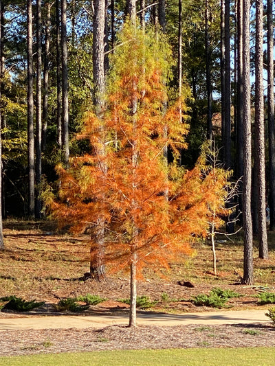 Taxodium ascendens ~ Ciprés de estanque