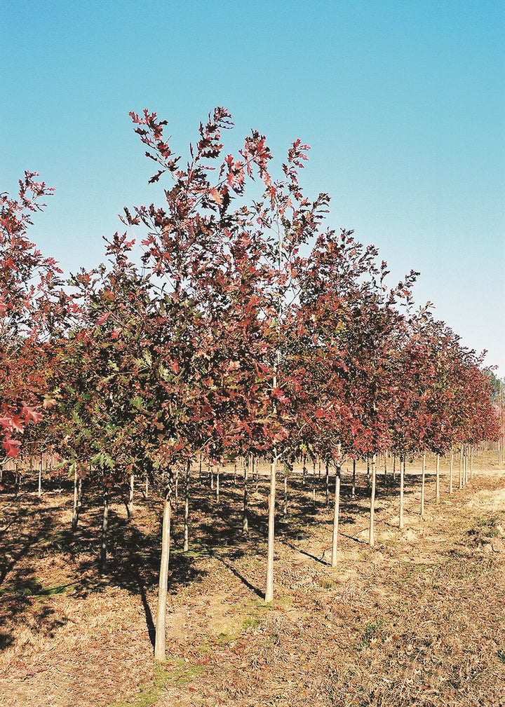 Quercus shumardii ~ Shumard Oak – Moon's Tree Farm