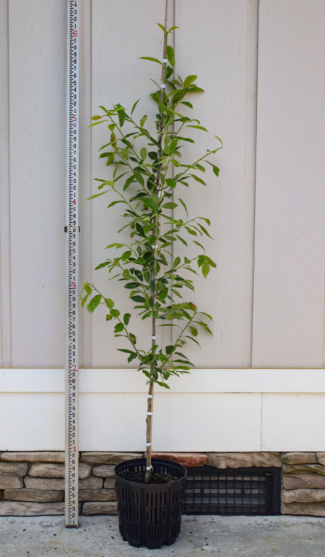 Nyssa sylvatica 'NSMTF' ~ Red Splyndor® Black Gum – Moon's Tree Farm