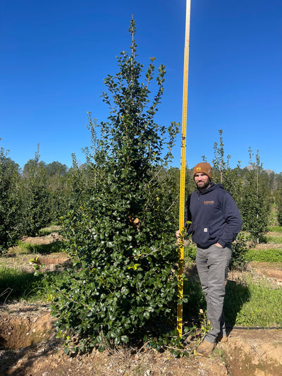 Ilex opaca 'Satyr Hill' ~ Satyr Hill American Holly