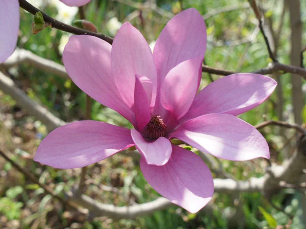 Magnolia x soulangeana ~ Saucer Magnolia