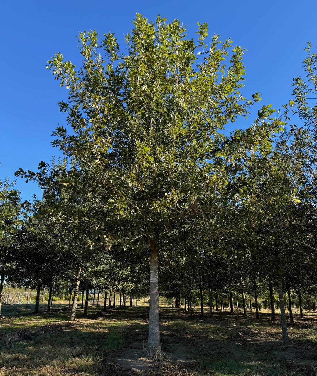 Quercus shumardii ~ Shumard Oak – Moon's Tree Farm
