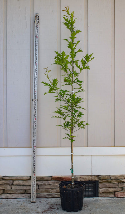 Quercus nuttallii ‘QNMTF2’ ~ Solstyce® Upright Nuttall Oak
