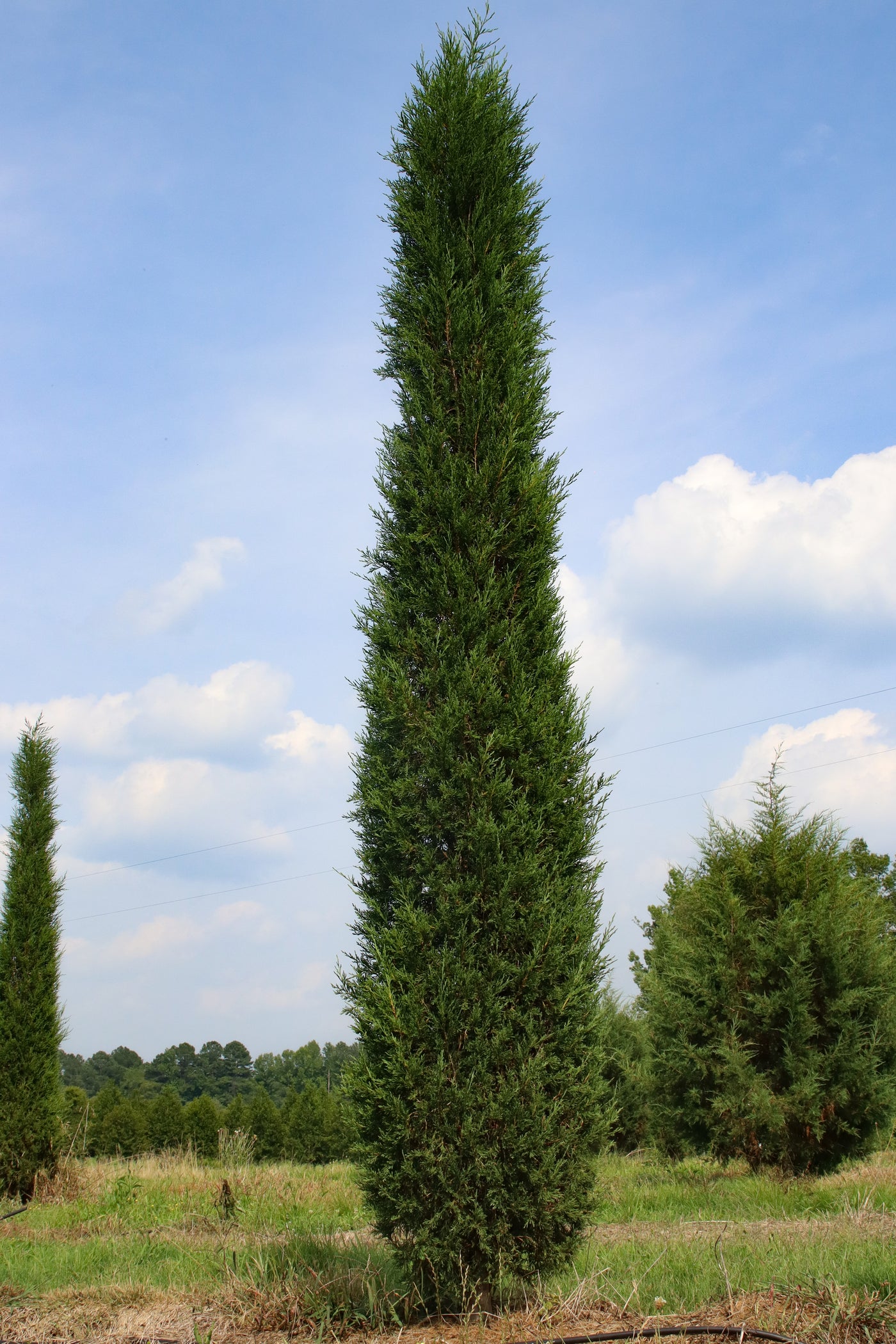 Juniperus Virginiana Taylor Taylor Juniper Moon s Tree Farm juniperus-virginiana-taylor-taylor-juniper-moon-s-tree-farm