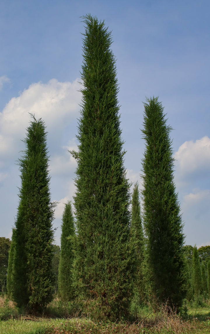 Juniperus virginiana 'Taylor' ~ Taylor Juniper – Moon's Tree Farm