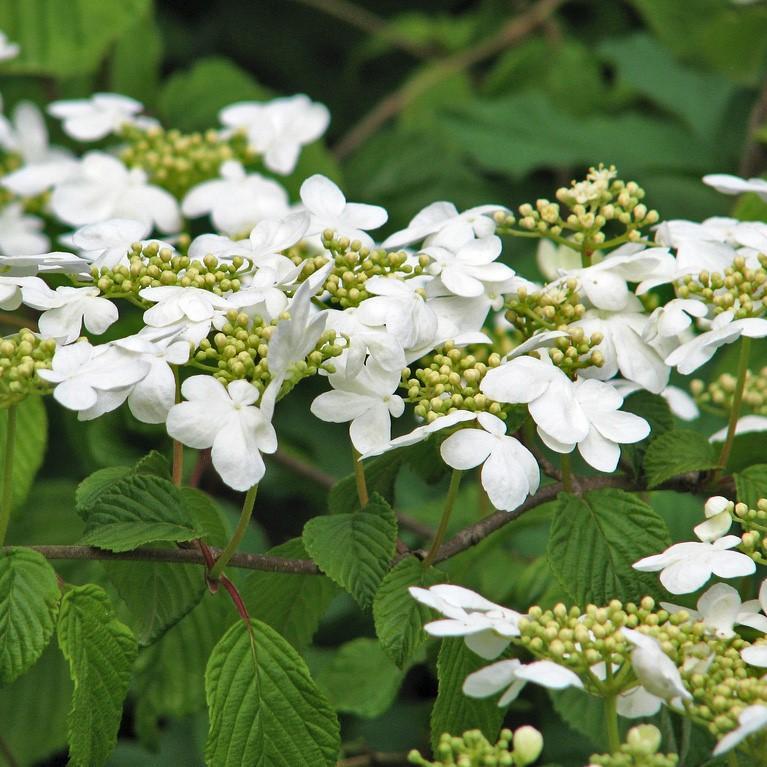 Viburnum plicatum 'Shasta' ~ Shasta Viburnum, Doublefile Viburnum